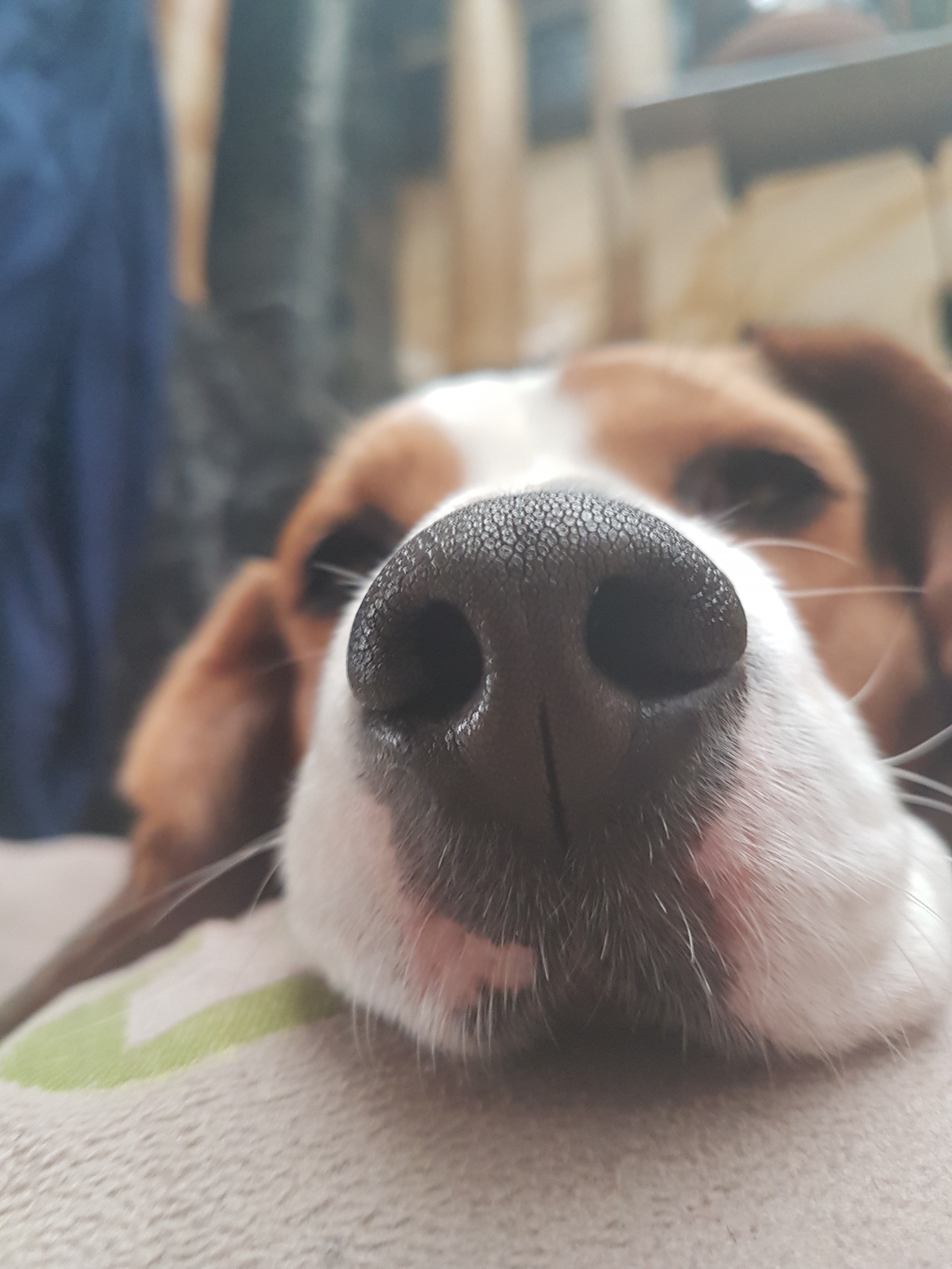 BeeGee